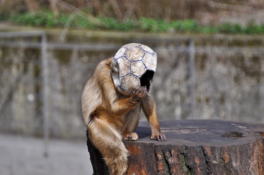 ape, soccer, ball-4748455.jpg