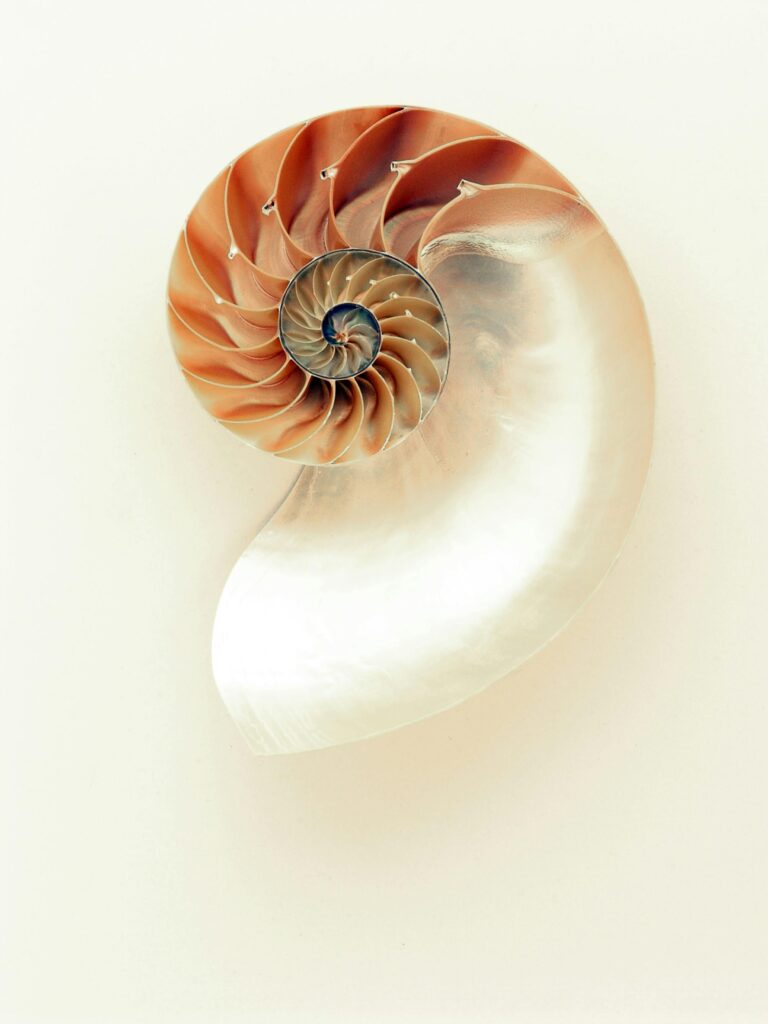 Close-up of a nautilus shell displaying its intricate spiral and pearl-like interior.