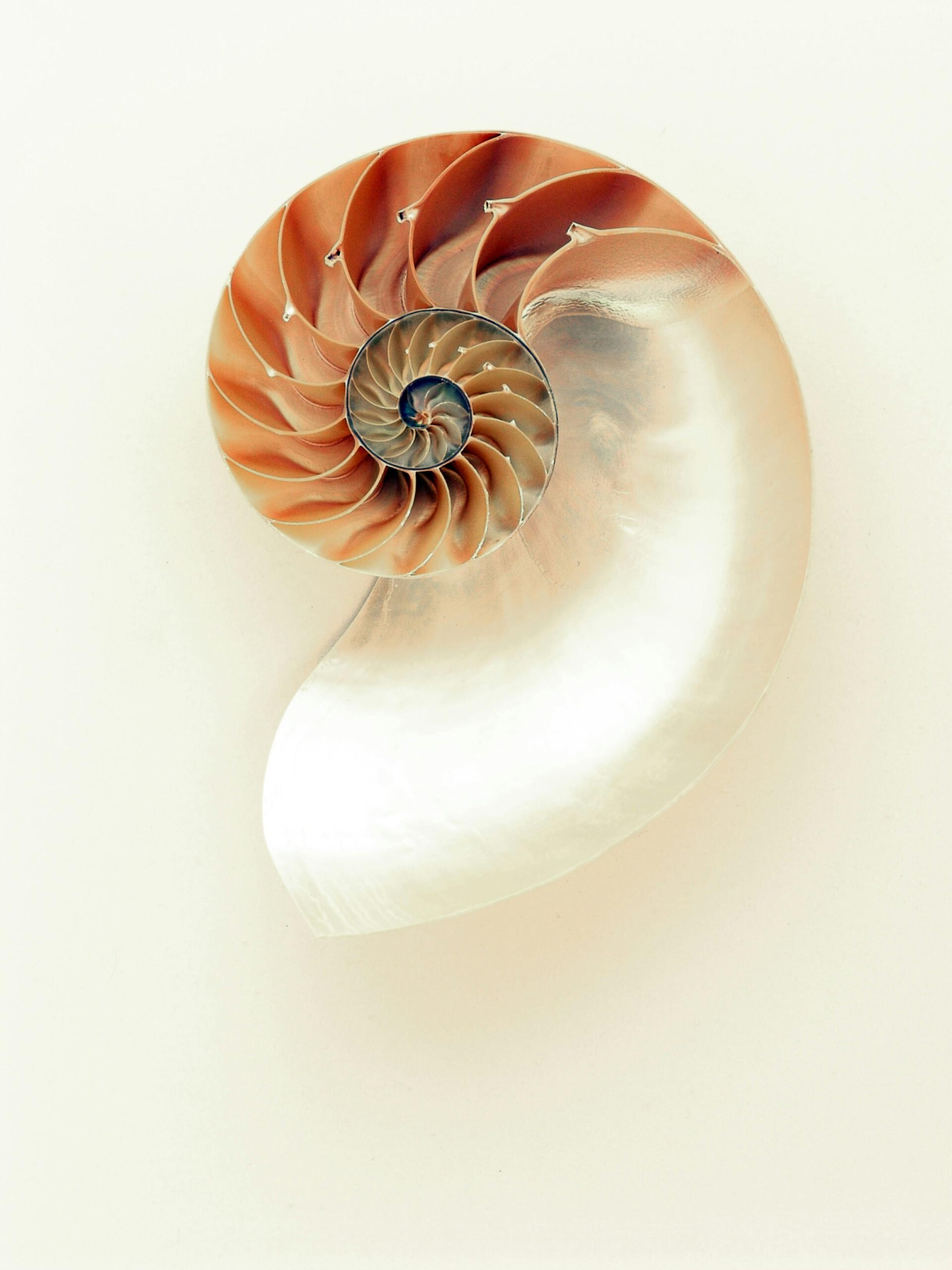 Close-up of a nautilus shell displaying its intricate spiral and pearl-like interior.